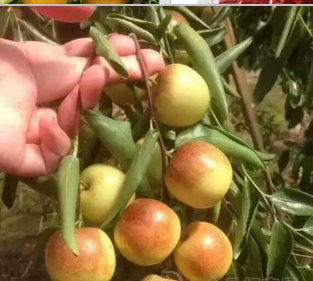 樂陵市和田棗戀紅棗銷售處